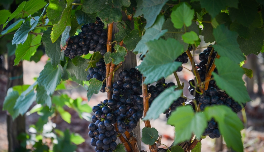 Uva e vigne a Lipari